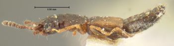 Media type: image;   Entomology 6556 Aspect: habitus lateral view